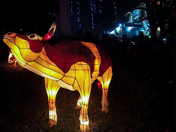 Bull Lantern In The Lantern Light Festival